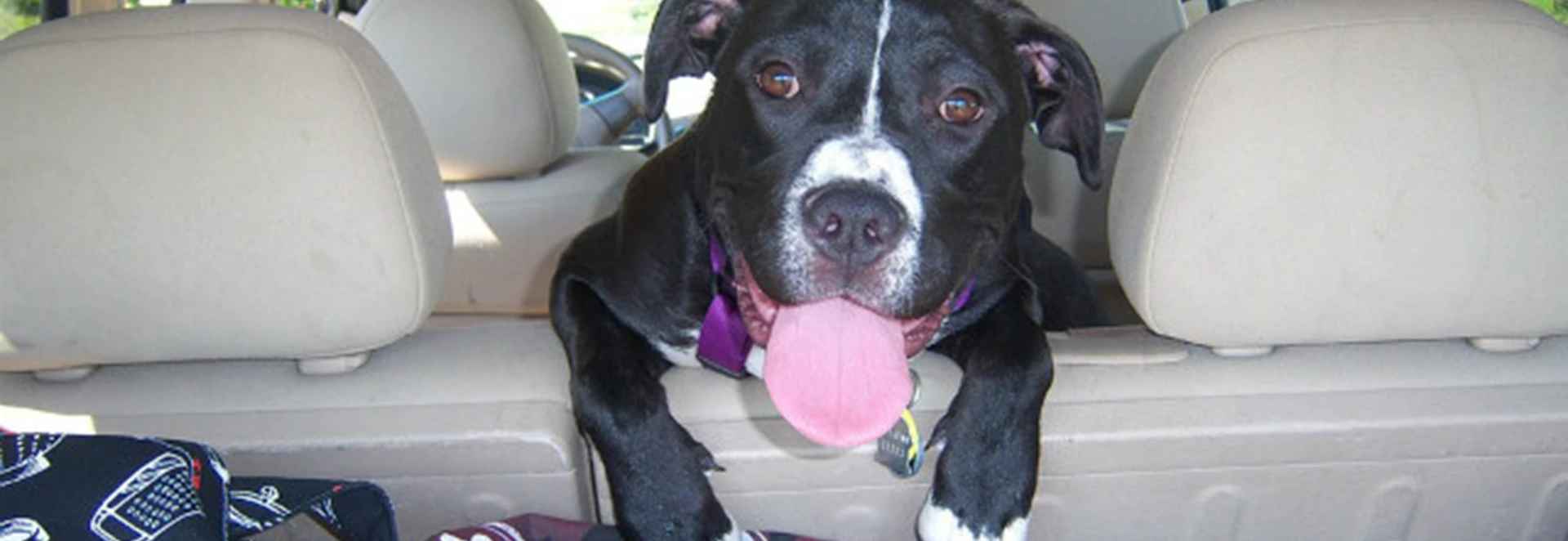 Rules and tips for driving with pets